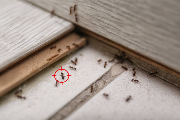 Best Emergency Pest Control  in Dexter, MI